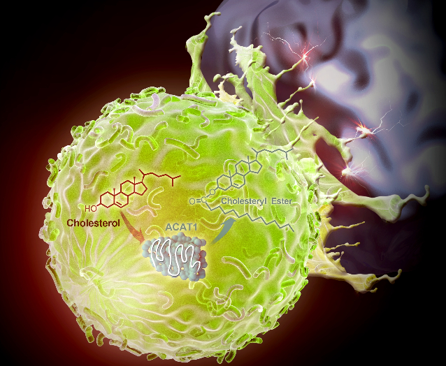 Cholesterol Metabolism-based Method for T-cell Antitumor Immunity