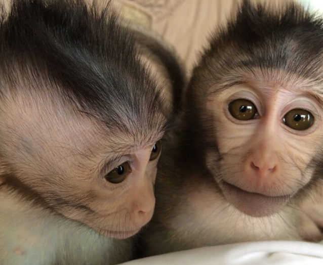 First Monkey Model Carrying Autism-related Gene