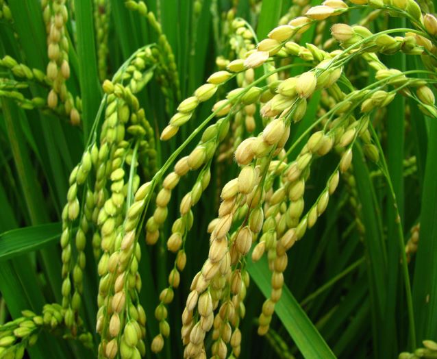 China Introduces Two-meter High 'Giant Rice'