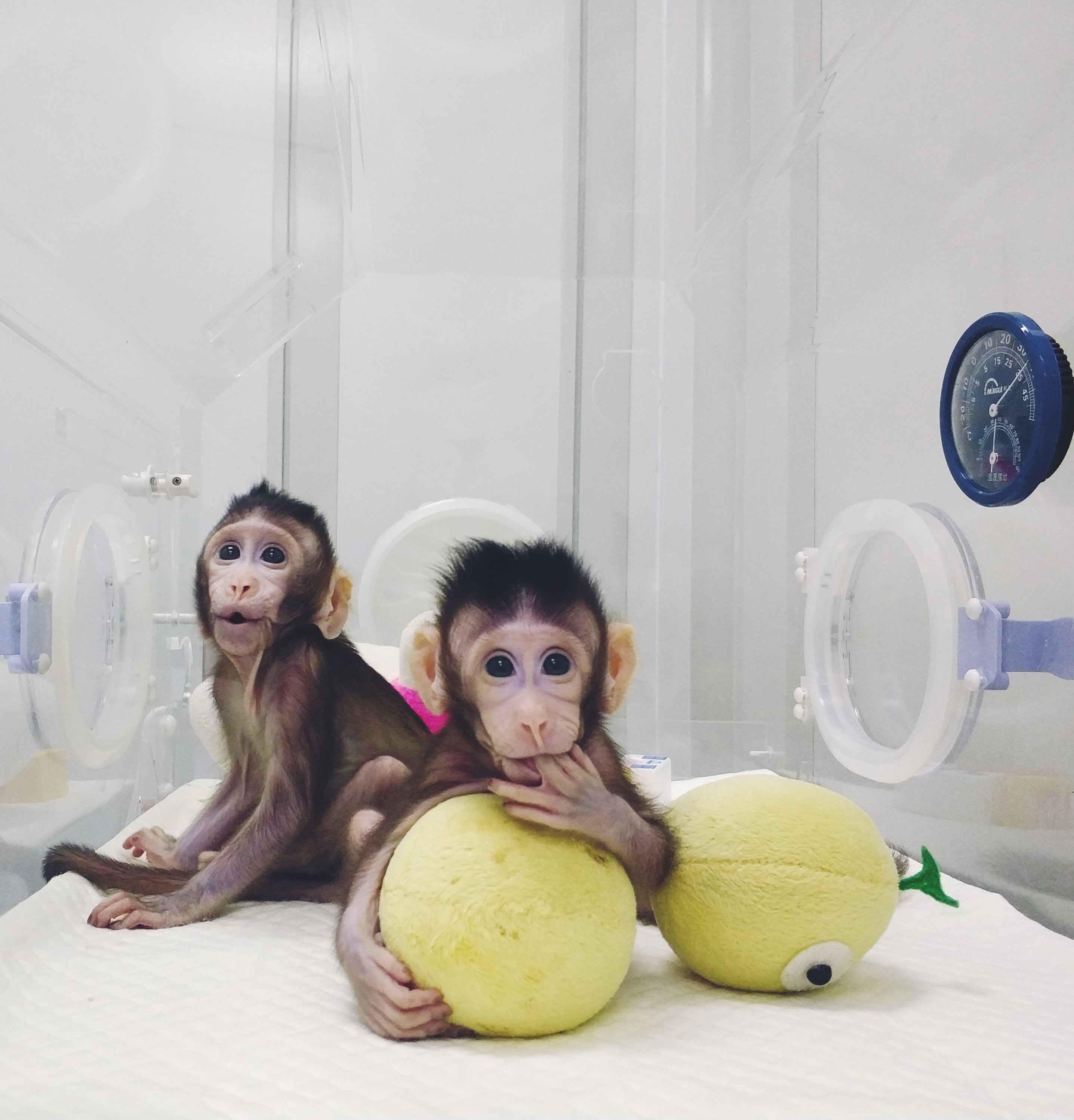 The First Monkey Clones Produced by Method that Made Dolly
