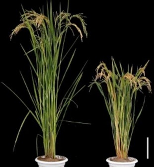Plant Sciences: Breeding the Top of the Crops