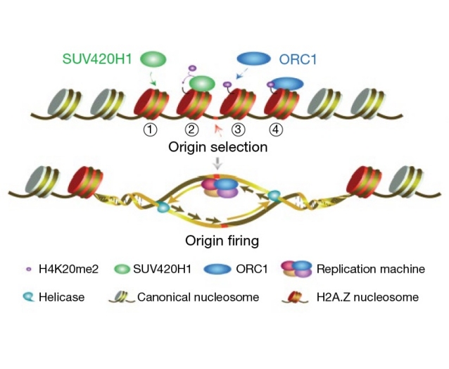 Scientists Reveal Function of Histone Variant H2A.Z in DNA Replication Selection