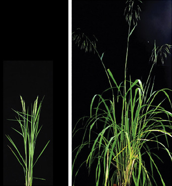 Rational Strategy to Create Novel Type of Rice Crop from Wild Allotetraploid Rice