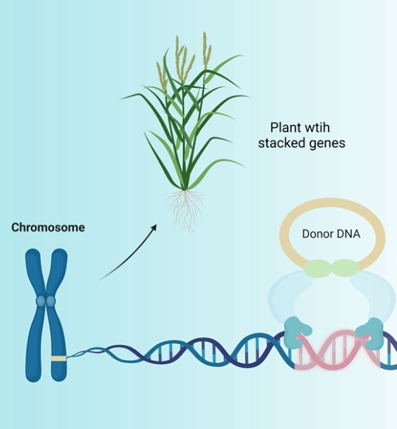 Researchers Develop New Tools for Precise Large DNA Insertions