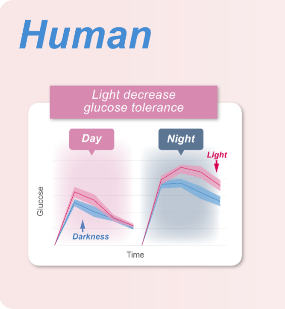 Researchers Reveal Neural Mechanism of Metabolic Modulation by Light