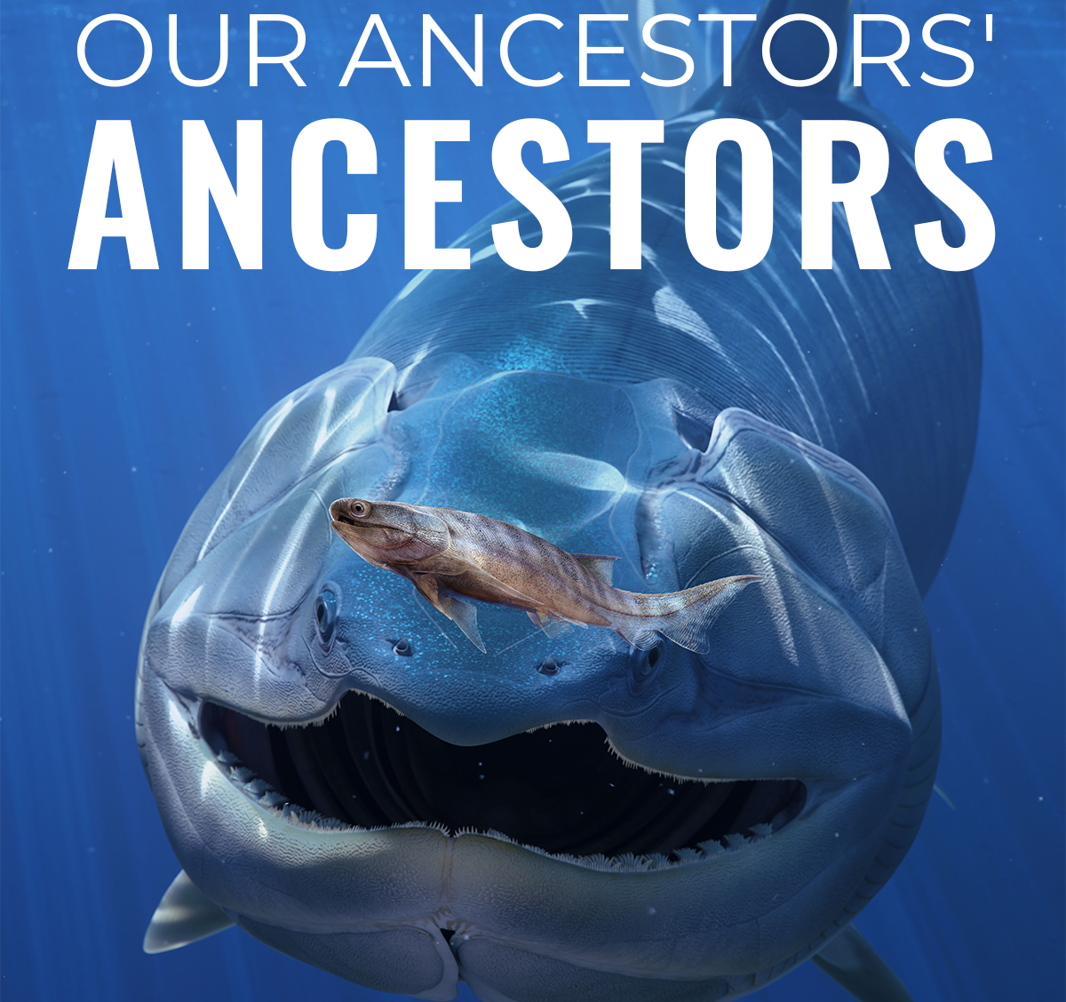 Oldest Known Bony Fish Fossils Discovered — One Tiny, One Giant！