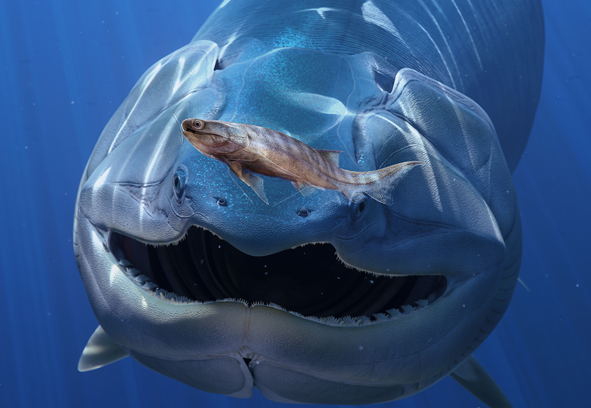 Oldest Known Bony Fish Fossils Discovered — One Tiny, One Giant！