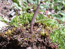 Survey reveals the situation of Chinese caterpillar fungus resources