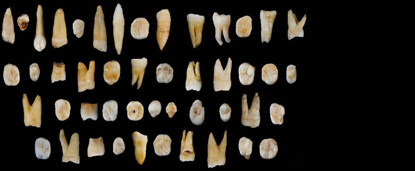 Teeth Reveal Modern Humans in Asia 80,000 Years Ago