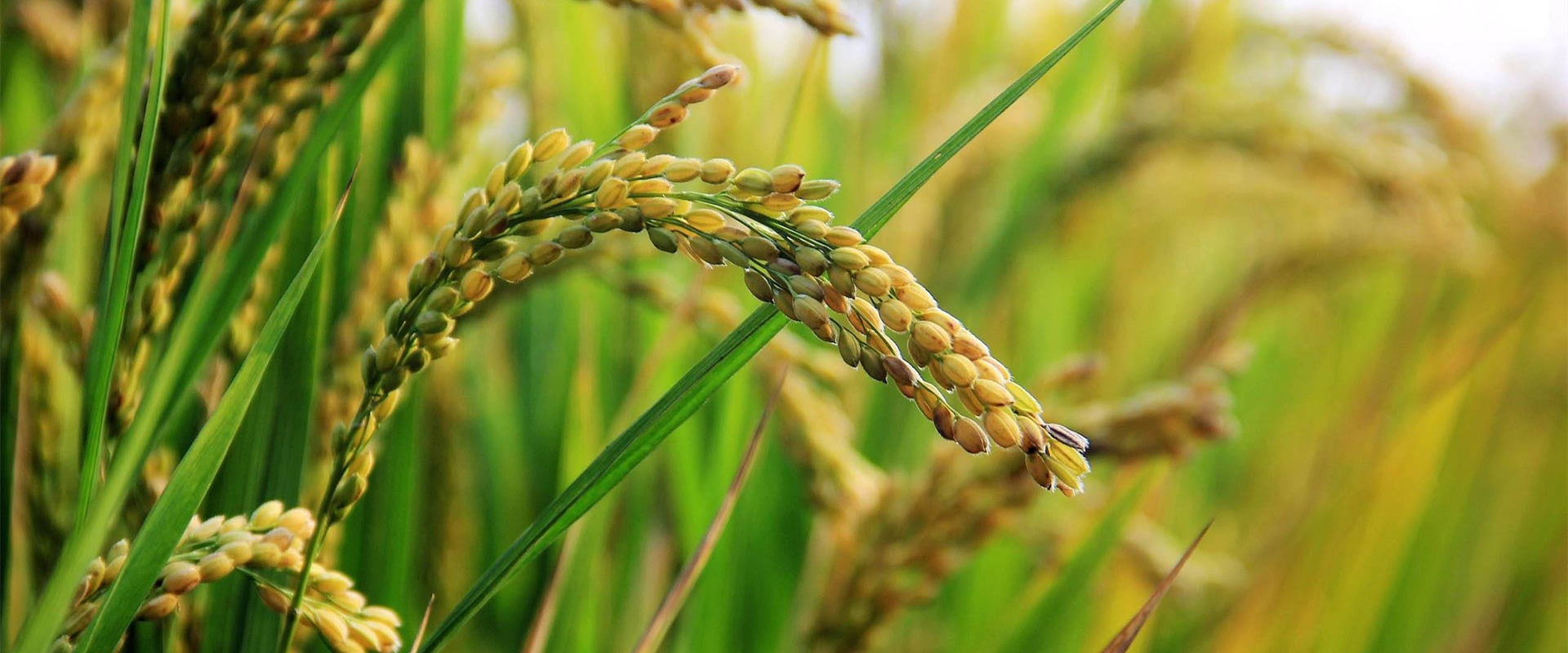Gene Interaction That Contributes to Rice Heat Tolerance Identified