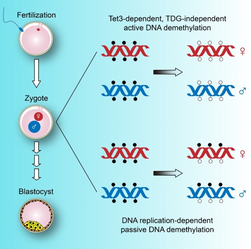epigenome;demethylation;DNA