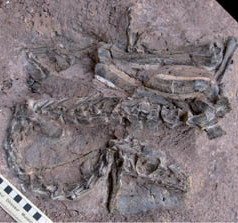 coelphysoid;fossil;IVPP;dinosaur