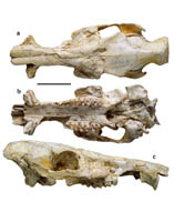 <em>Chleuastochoerus</em>;fossil;pig;upper Miocene Liushu Formation;HOU Sukuan;LINxia Basin;Hyotheriinae;Chleuastochoerus;phylogeny