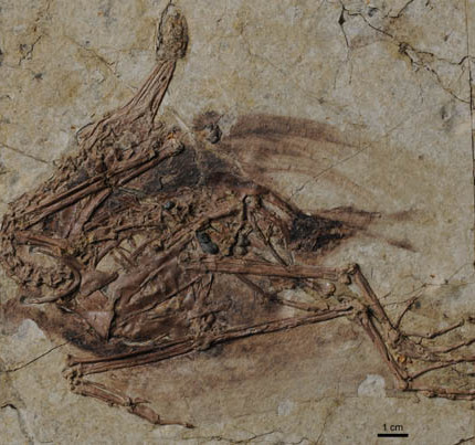 early Cretaceous;Sihedang;ornithuromorpha;aves;tail feathers