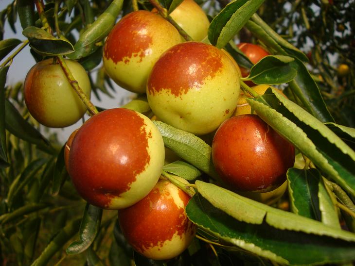 jujube;genome sequencing;genome;gene mapping