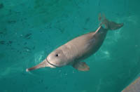 Dolphin QiQi is Gone, but Research will Continue