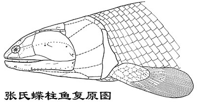 New Evidence on the Common Ancestry of Tetrapods and Lungfish