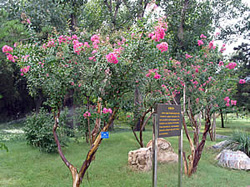 A garden of common crapemyrtle established in Beijing