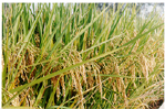 Breakthrough Achieved in Developing Super Hybrid Rice