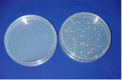 Comparison of antibacterial test, antibacterial stainless steel on the left and conventional stainless steel on the right.