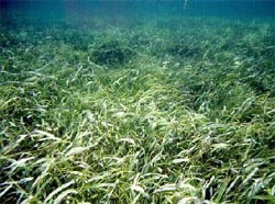 First demonstration site for seagrass protection and management launched in China