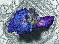 Chinese scientists solve the crystal structure of mitochondrial respiratory membrane protein Complex II