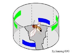 Studies shed light on cross-modal memory facilitation of fruit flies