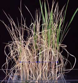 NIL(<I>SKC1</I>) seedlings (R) are more tolerant to salt than Koshihikari (L) under salt stress (125 mM NaCl for 32 days). It indicated that the QTL SKC1 is involved in salt tolerance.