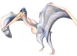 New findings suggest west Liaoning as an origin area of Cretaceous pterosaurs