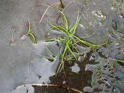 Researchers find a precious plant species in Jiulong, Sichuan