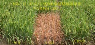 CAS researchers have developed a GM rice that is weedkiller tolerant.