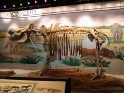 Nanjing Paleontology Museum opens to welcome New Year