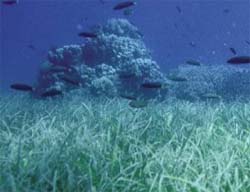 CAS scientists launch China's first seagrass website