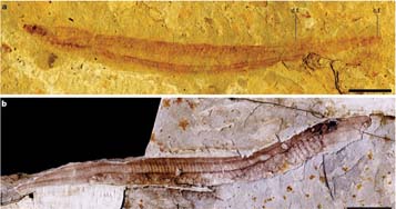 A new lamprey found from the Cretaceous Jehol biota