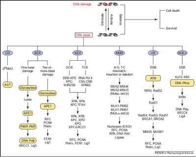 Targeting DNA-repair systems brings hopes to cancer patients