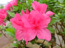 New varieties of azalea