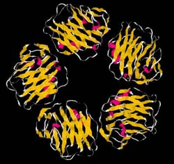 Ribbon structure for C-reactive protein