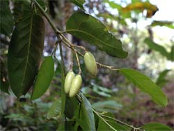 Expedition finds newly recorded plants in Yunnan