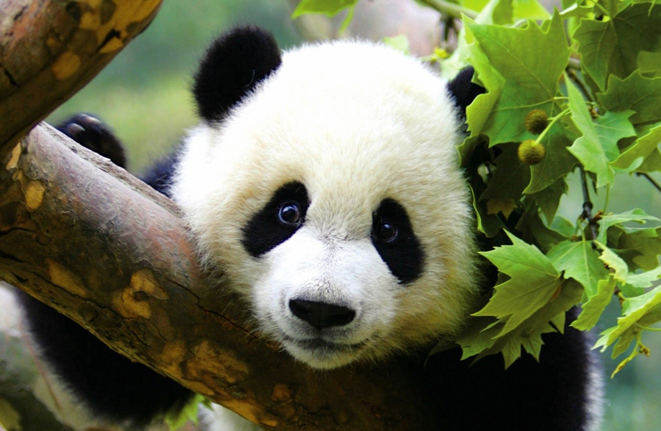 Bamboo-eating Giant Pandas Not Adept at Digesting Bamboo: Study