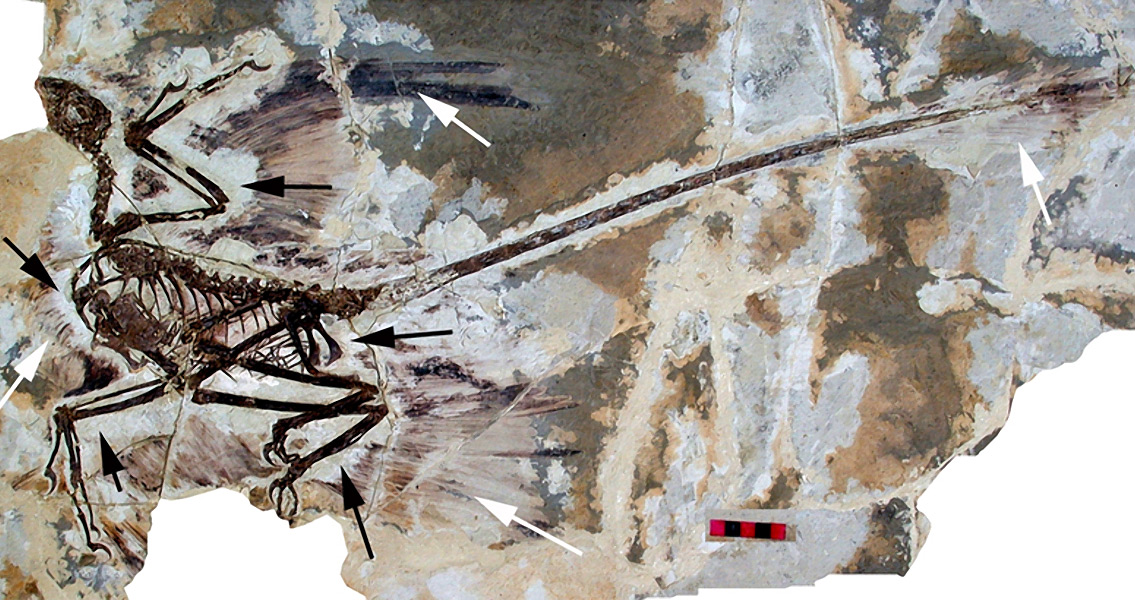Largest Feathered Dinosaur Found in China----Chinese Academy of Sciences