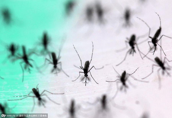 Mosquitoes Released in Fight Against Dengue Fever
