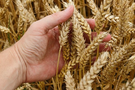 Chinese Scientists Complete Whole Genome Sequencing of Ancient Wheat Seeds