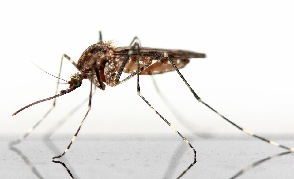 Scientists Develop New Method to Control Mosquitoes