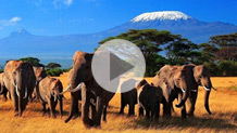 Kenya Elephant Conservation