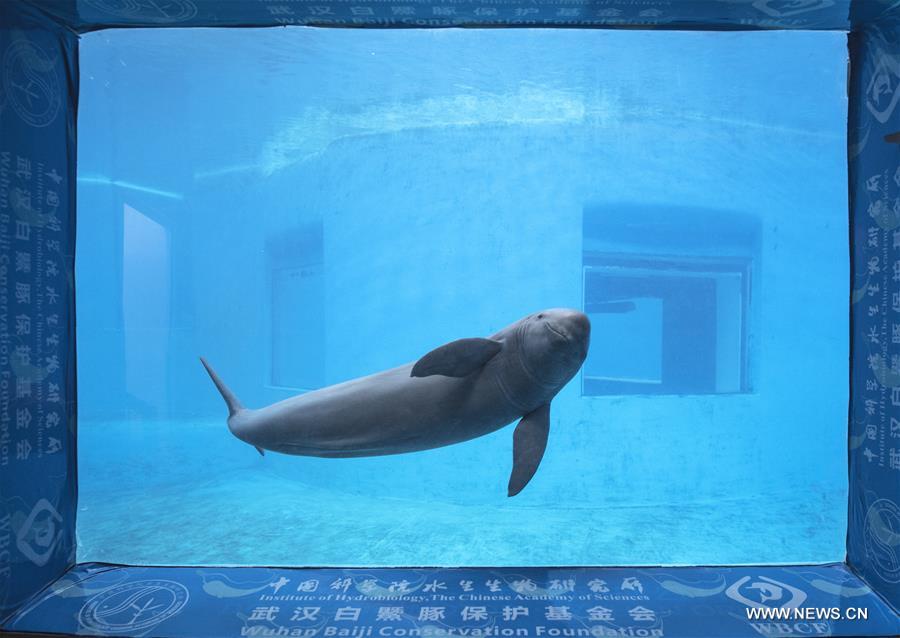 Yangtze finless porpoise.jpg