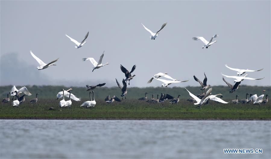 Scientific Researchers Promote Environmental Protection in China's Dongting Lake