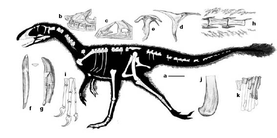 Ashton and Finch Insigne dépinglette fossile fossile crâne de dinosaure T Rex