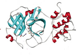 the structure model of SARS 3CL proteinase.