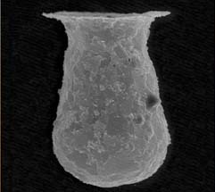 Scanning electron micrograph of the test of <I>Difflugia mulanensis </I>nov. spec. from Lake Mulan.