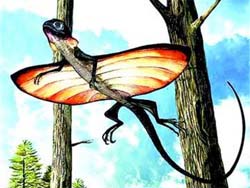 Gliding lizard fills historical gap